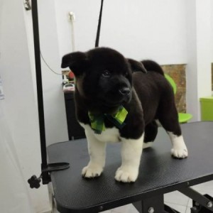 Američka Akita, štenci