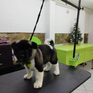 Američka Akita, štenci