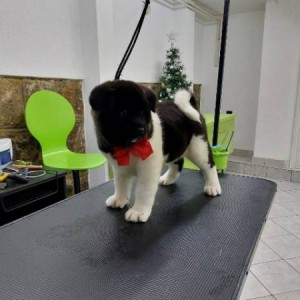 Američka Akita, štenci