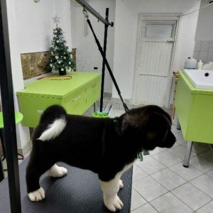 Američka Akita, štenci