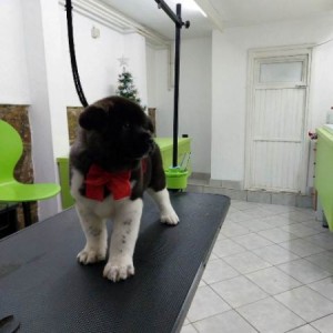 Američka Akita, štenci