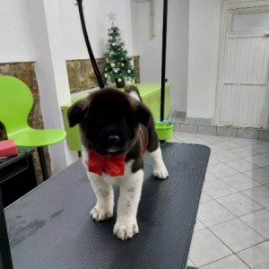 Američka Akita, štenci
