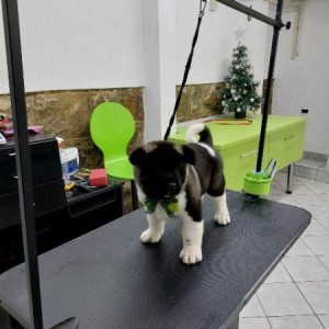 Američka Akita, štenci