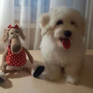 Francuski buldog i Coton de tulear stenci