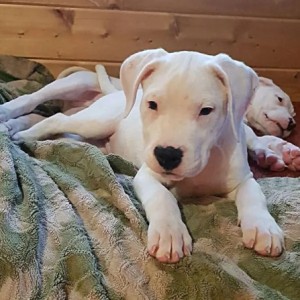 Dogo argentino i Bulterijer stenci