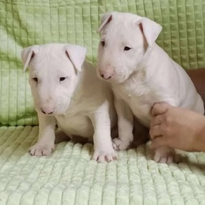 Dogo argentino i Bulterijer stenci