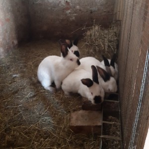 Kunići