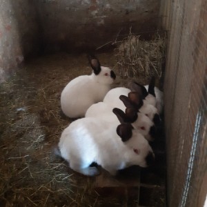 Kunići
