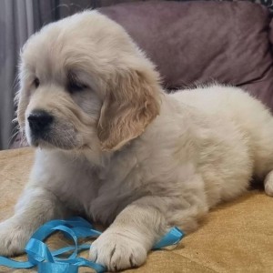 Labrador i Zlatni retriver stenci