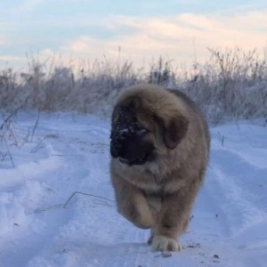 Rodezijski Ridzbek i Sarplaninac stenci