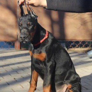 Doberman i Rotvajler stenci