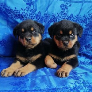 Doberman i Rotvajler stenci