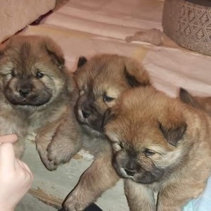Chow chow