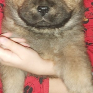 Chow chow