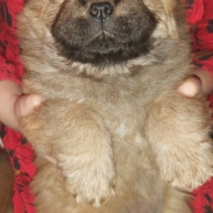 Chow chow