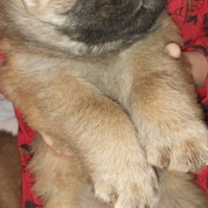 Chow chow