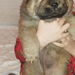 Chow chow