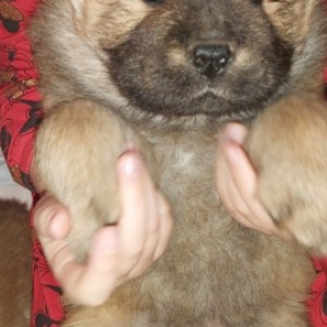 Chow chow