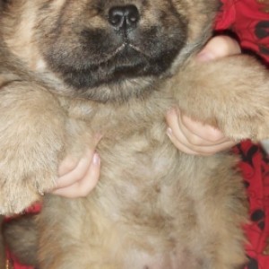 Chow chow