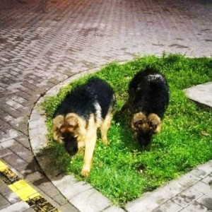 Nemački ovčar štenci