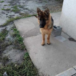Nemački ovčar štenci