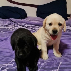 Labrador