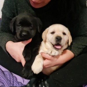 Labrador