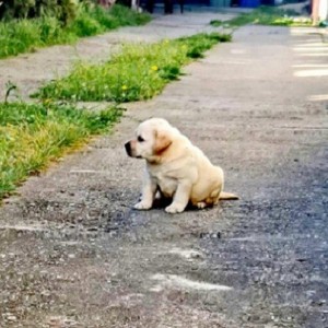 Labrador