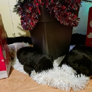 Labrador