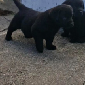 Labrador