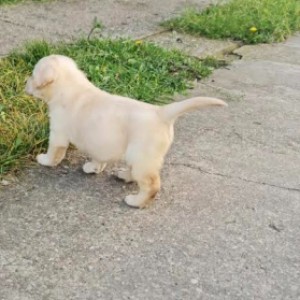 Labrador