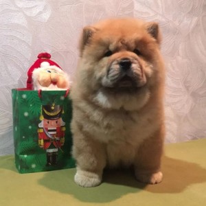 Chow Chow i Vajmarski pticar stenci