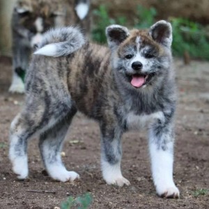 Akita inu japanska i Americka stenci