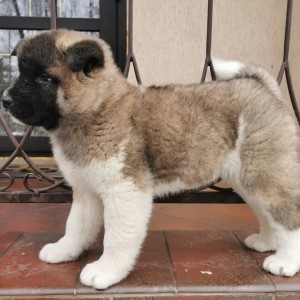 Akita inu japanska i Americka stenci