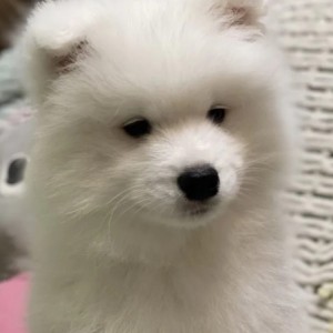 Samojed i Sibirski haski stenci na prodaju