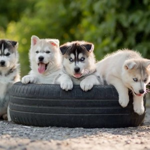 Samojed i Sibirski haski stenci na prodaju