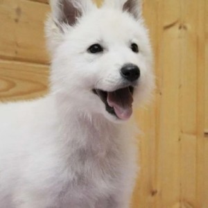 Svajcarski beli ovcar i Skotski ovcar stenci