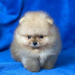 Mini Boo Pomeranac
