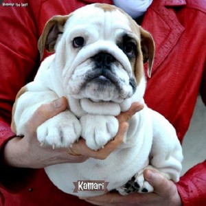 Engleski buldog