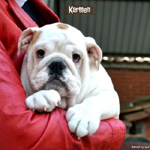 Engleski buldog