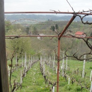 Vinograd i klijet u Zaboku, Bregi Zabočki