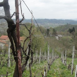 Vinograd i klijet u Zaboku, Bregi Zabočki