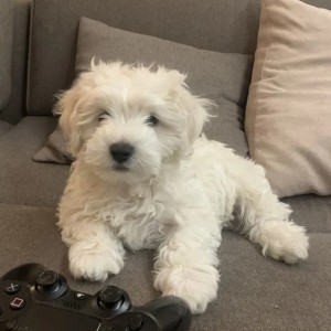 Francuski buldog i Coton de tulear stenci