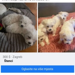 Maltezeri