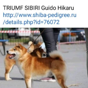 Šiba Inu štenci
