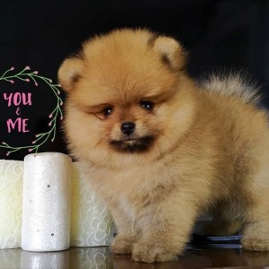 Teddy Bear Pomeranac