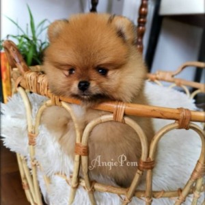 Teddy Bear Pomeranac