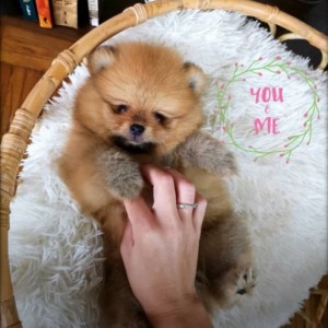 Teddy Bear Pomeranac