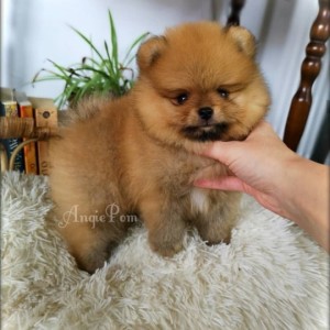 Teddy Bear Pomeranac