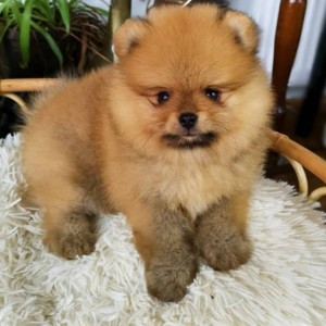 Teddy Bear Pomeranac